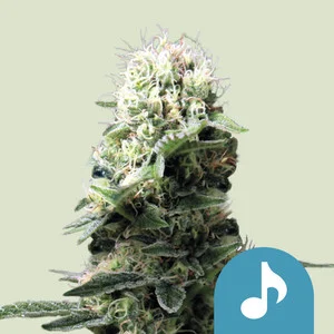 dance-world.webp Dance World CBD – Royal Queen Seeds - Image 1