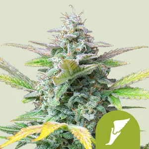 quick-one.webp Quick One Autoflower – Royal Queen Seeds - Image 1