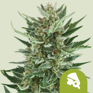 royal-cheese-automatic.webp Royal Cheese Automatic – Royal Queen Seeds - Image 1