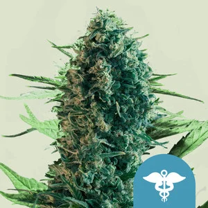 royal-medic.webp Royal Medic CBD – Royal Queen Seeds - Image 1