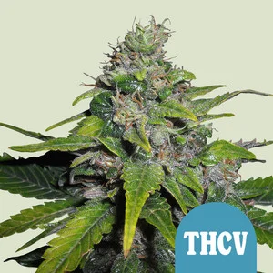 royal-thcv.webp Royal THCV – Royal Queen Seeds - Image 1